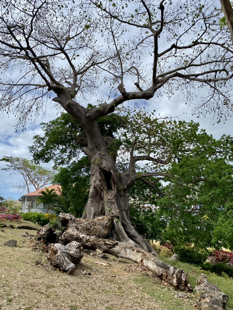 Uralter Baum 