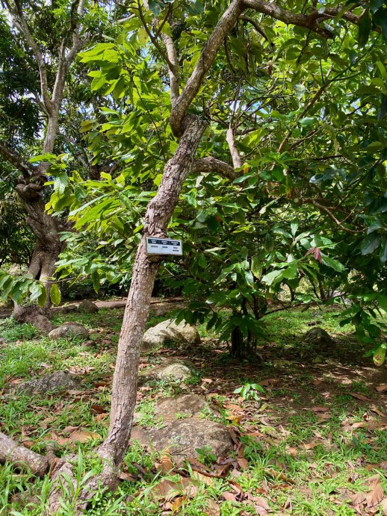 Avocado-Baum