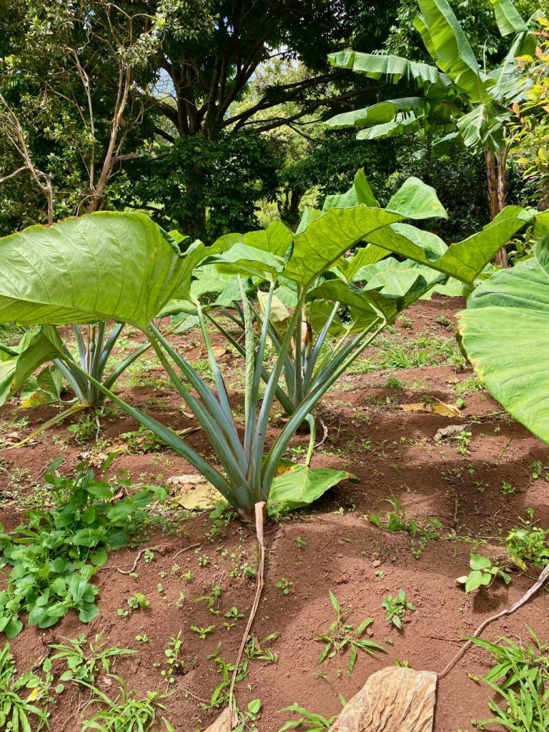 Taro-Pflanze